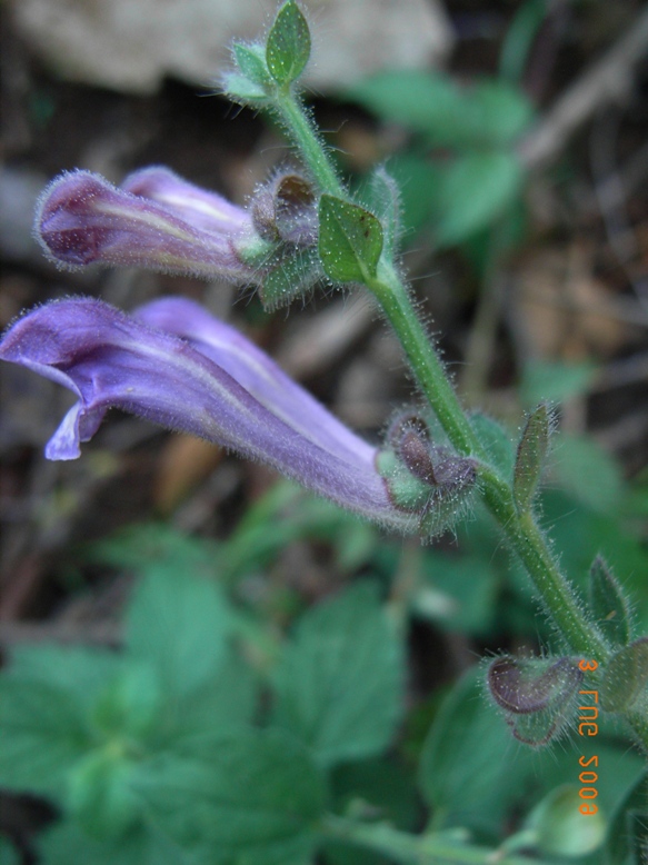 Scutellaria columnae